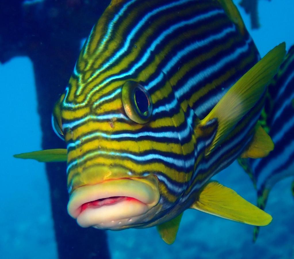 Ocean Sun Dive Resort Tulamben Eksteriør billede